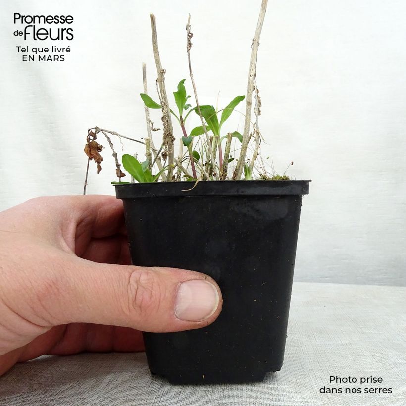 Exemplaar van Phlox paniculata Judy - Vlambloem Kweekpotje van 8/9 cm zoals geleverd in de lente