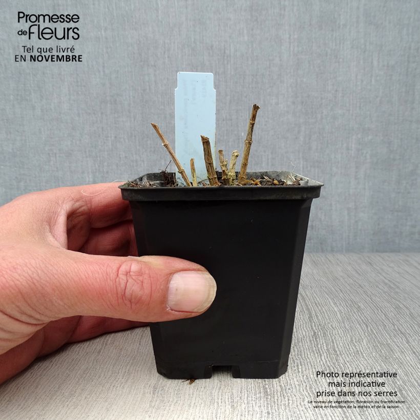 Exemplaar van Phlox paniculata Laura - Vlambloem Kweekpotje van 8/9 cm zoals geleverd in de herfst