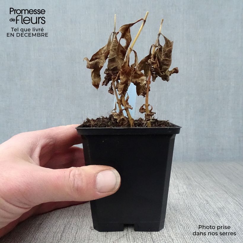 Example of Phlox paniculata Laura Kweekpotje van 8/9 cm as you get in hiver