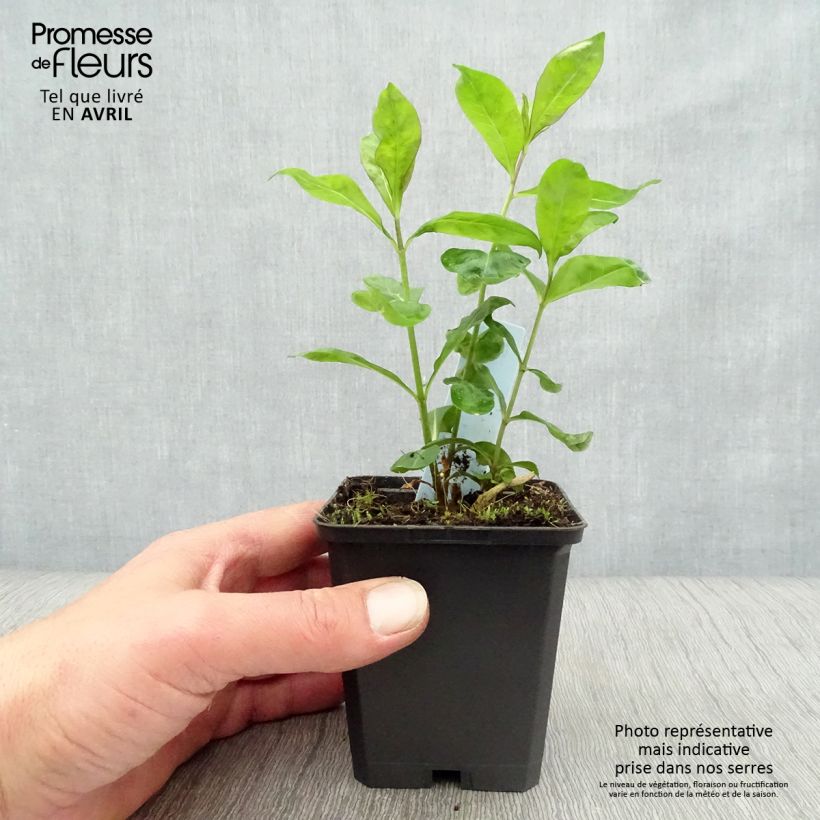 Exemplaar van Phlox paniculata Laura - Vlambloem Kweekpotje van 8/9 cm zoals geleverd in de lente