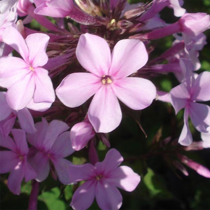 Phlox paniculata Lichtspel - Vlambloem (Bloei)