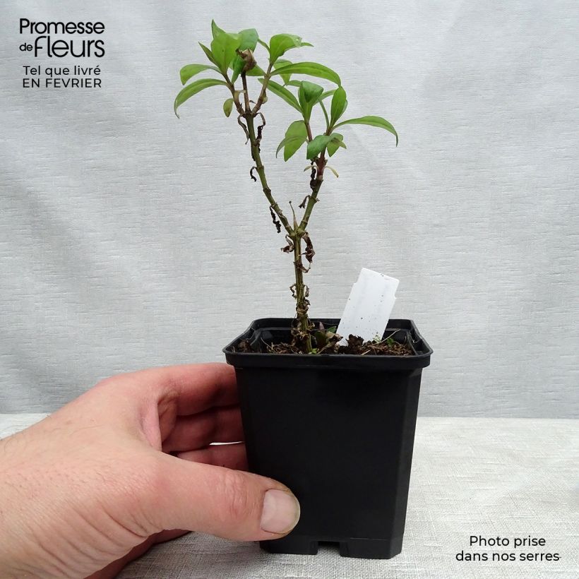 Exemplaar van Phlox paniculata Lichtspel - Vlambloem Kweekpotje van 8/9 cm zoals geleverd in de winter