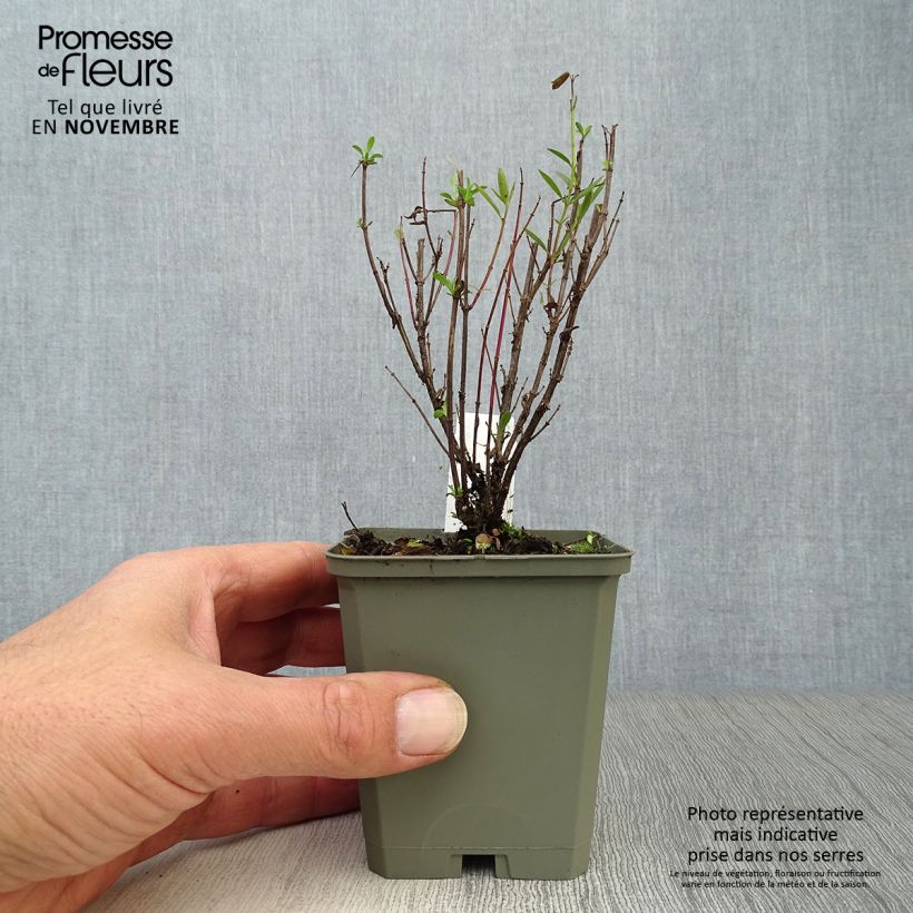 Exemplaar van Phlox paniculata Monica Lynden Bell - Vlambloem Kweekpotje van 8/9 cm zoals geleverd in de herfst