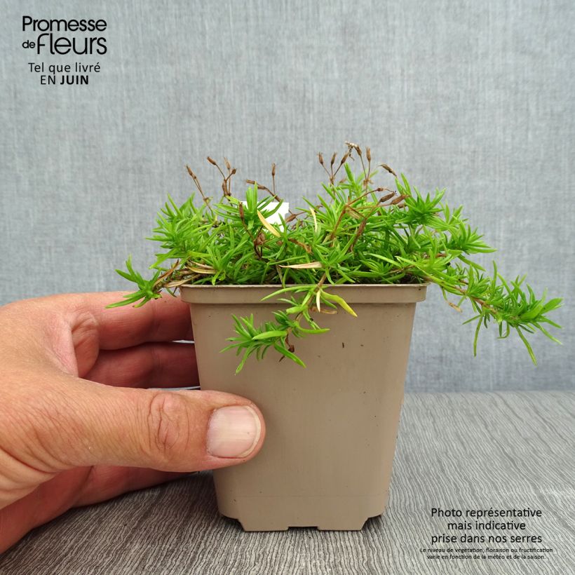 Exemplaar van Phlox paniculata Monica Lynden Bell - Vlambloem Kweekpotje van 8/9 cm zoals geleverd in de zomer
