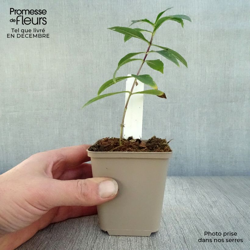 Example of Phlox paniculata Monica Lynden Bell Kweekpotje van 8/9 cm as you get in hiver