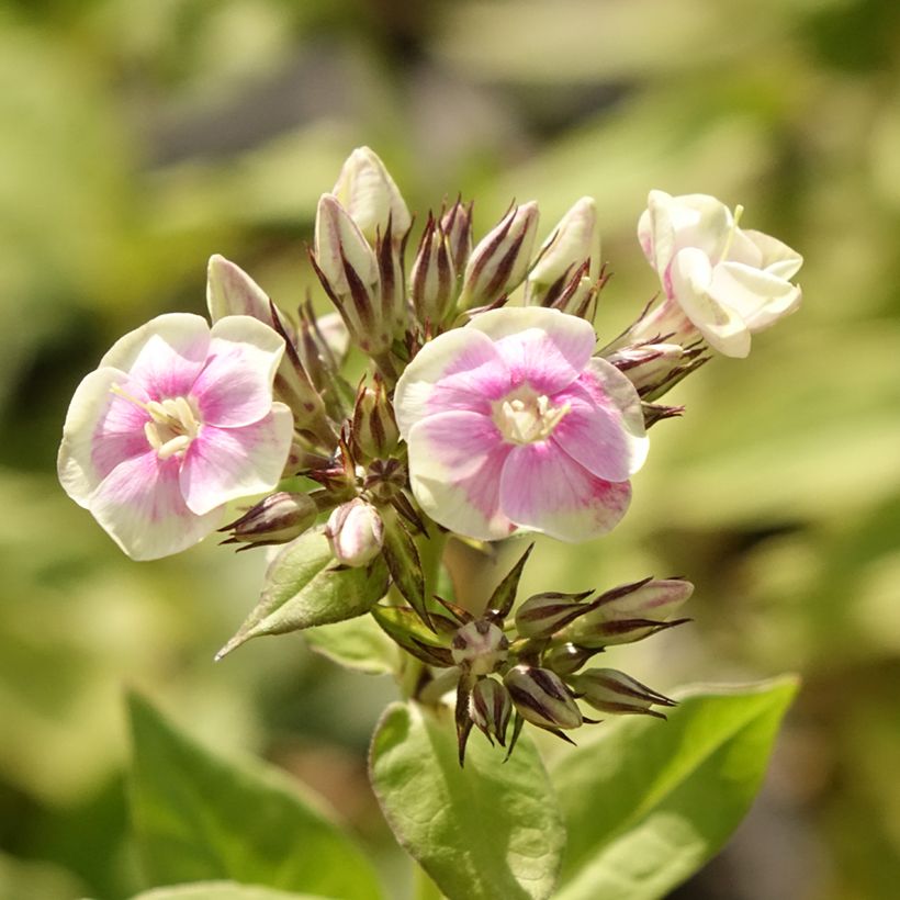 Phlox paniculata Mystic Green - Vlambloem (Bloei)