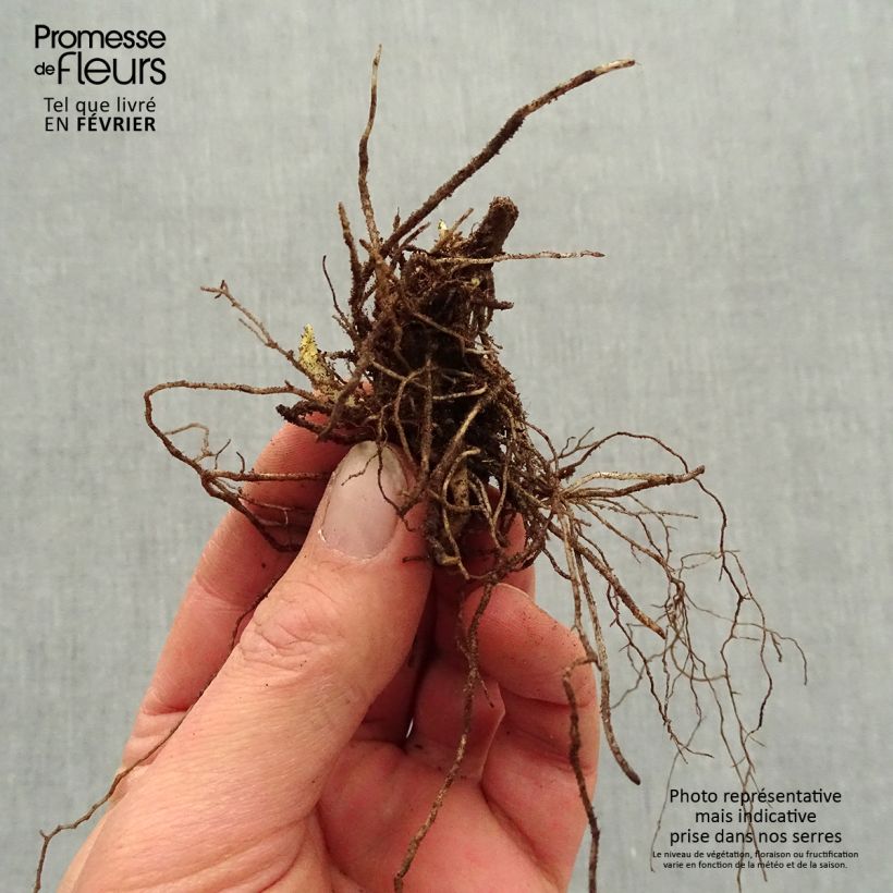 Example of Phlox paniculata Mystic Green Naakte wortel as you get in hiver