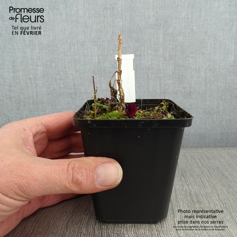 Example of Phlox paniculata Olympus Kweekpotje van 8/9 cm as you get in hiver