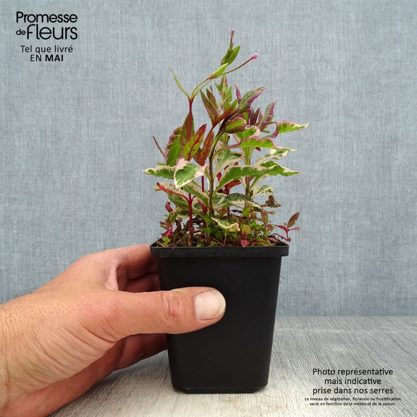 Exemplaar van Phlox paniculata Olympus - Vlambloem Kweekpotje van 8/9 cm zoals geleverd in de lente