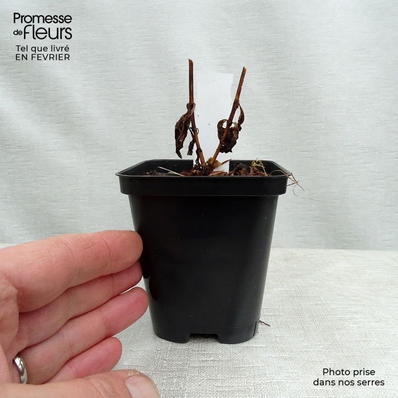 Example of Phlox paniculata Orange Perfection Kweekpotje van 7/8 cm as you get in hiver