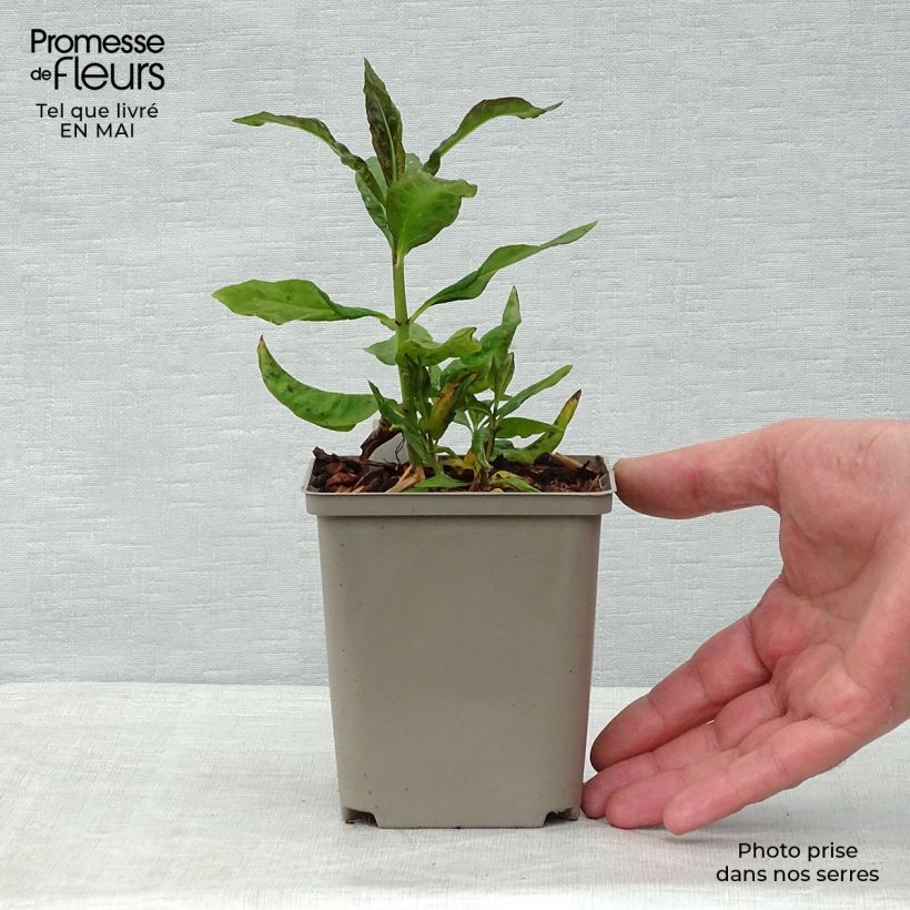 Exemplaar van Phlox paniculata Orange Perfection - Vlambloem Kweekpotje van 7/8 cm zoals geleverd in de lente