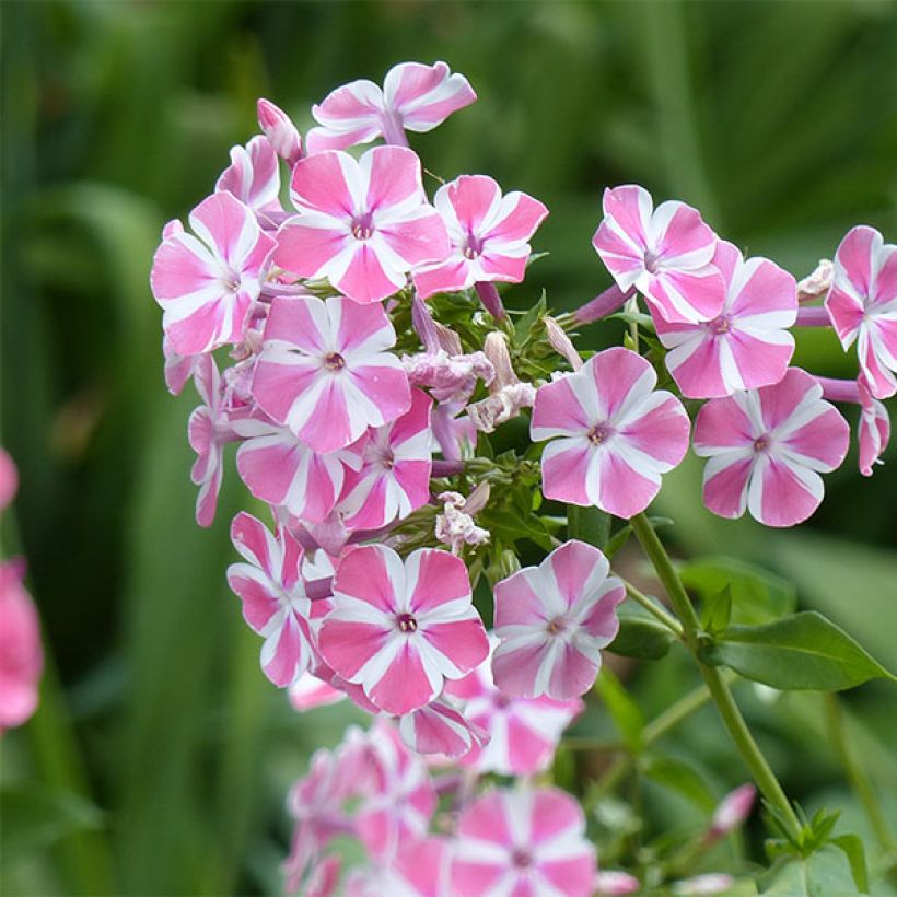 Phlox paniculata Peppermint Twist - Vlambloem (Flowering)