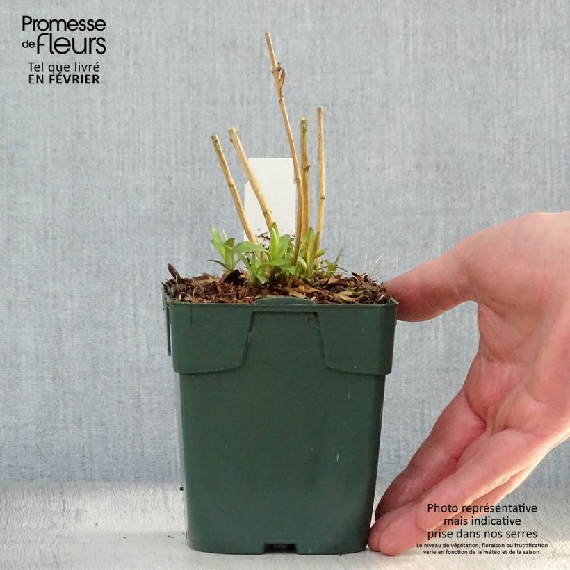 Example of Phlox paniculata Peppermint Twist Kweekpotje van 8/9 cm as you get in hiver