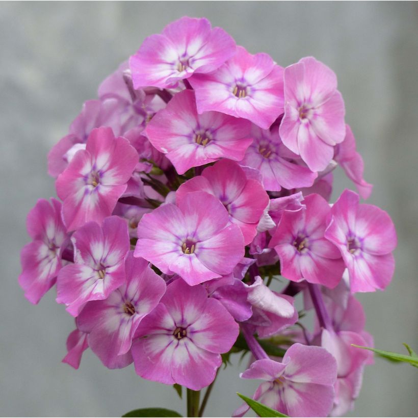 Phlox paniculata Pink Eye Flame - Vlambloem (Flowering)