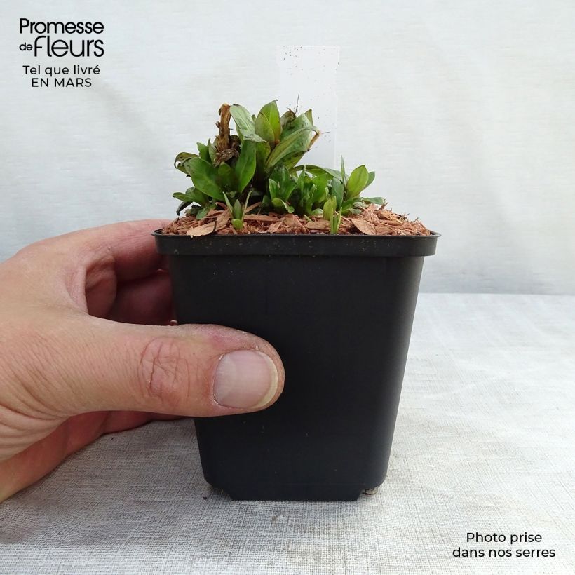 Exemplaar van Phlox paniculata Purple Eye Flame - Vlambloem Kweekpotje van 8/9 cm zoals geleverd in de lente