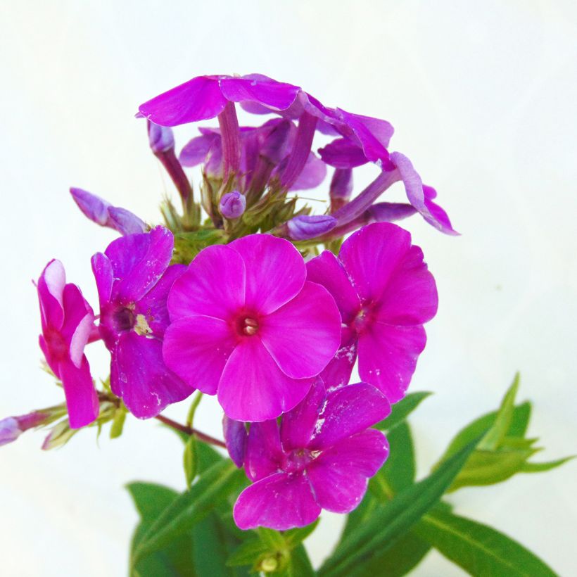 Phlox paniculata Purple Flame - Vlambloem (Flowering)