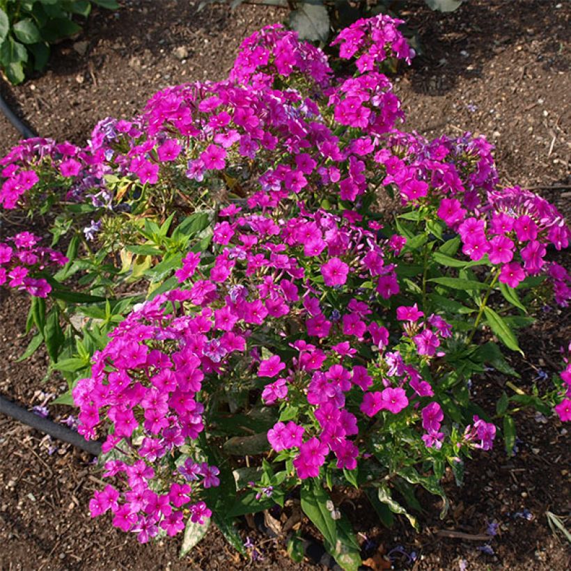 Phlox paniculata Purple Flame - Vlambloem (Plant habit)