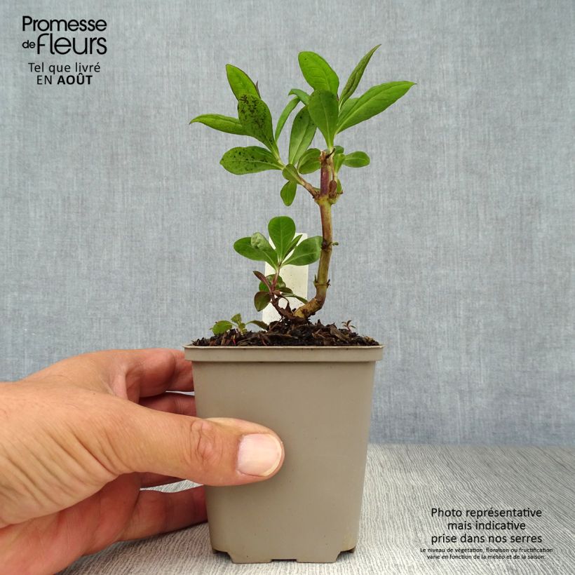 Exemplaar van Phlox paniculata Purple Flame - Vlambloem Kweekpotje van 8/9 cm zoals geleverd in de zomer