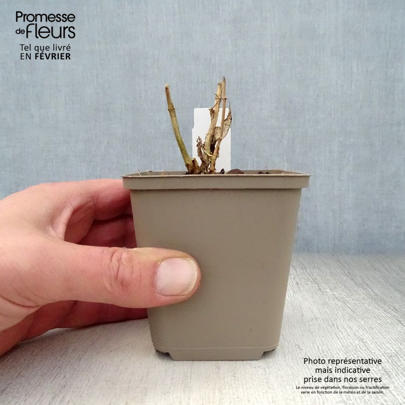 Example of Phlox paniculata Purple Flame Kweekpotje van 8/9 cm as you get in hiver