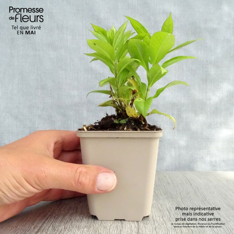 Exemplaar van Phlox paniculata Purple Flame - Vlambloem Kweekpotje van 8/9 cm zoals geleverd in de lente