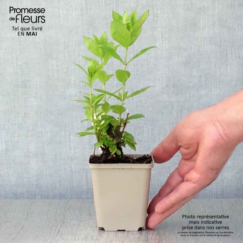 Exemplaar van Phlox paniculata Rood Flame - Vlambloem Kweekpotje van 8/9 cm zoals geleverd in de lente