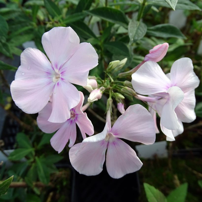 Phlox paniculata Rosa Pastel - Vlambloem roze (Flowering)