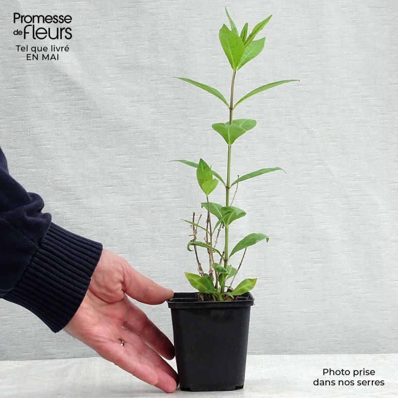 Exemplaar van Phlox paniculata Rosa Pastel - Vlambloem roze Kweekpotje van 8/9 cm zoals geleverd in de lente