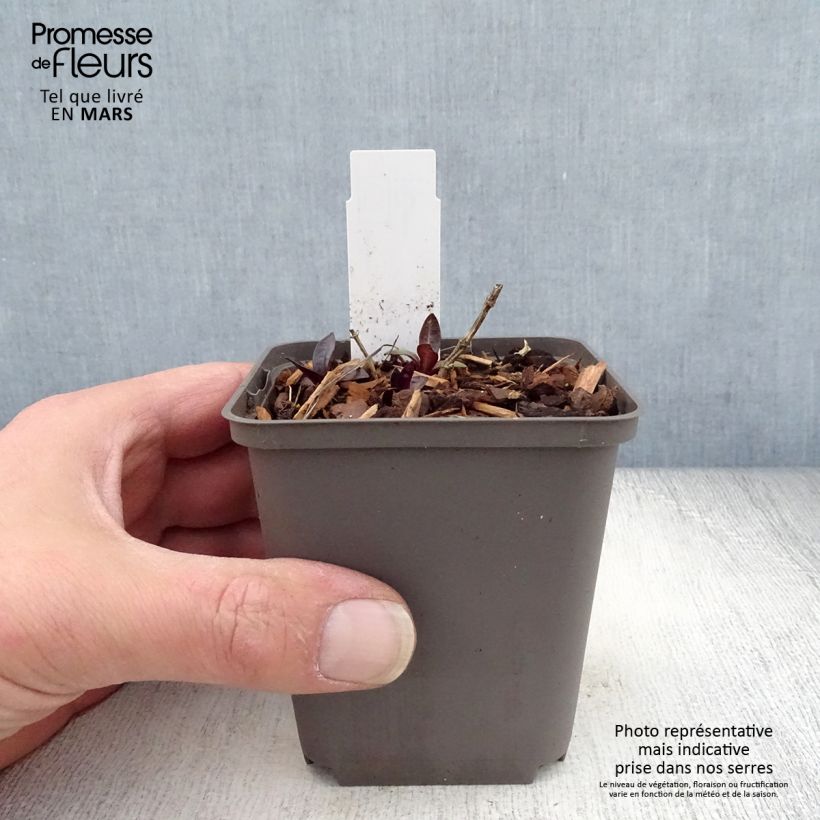 Exemplaar van Phlox paniculata Septemberglut - Vlambloem Kweekpotje van 8/9 cm zoals geleverd in de lente