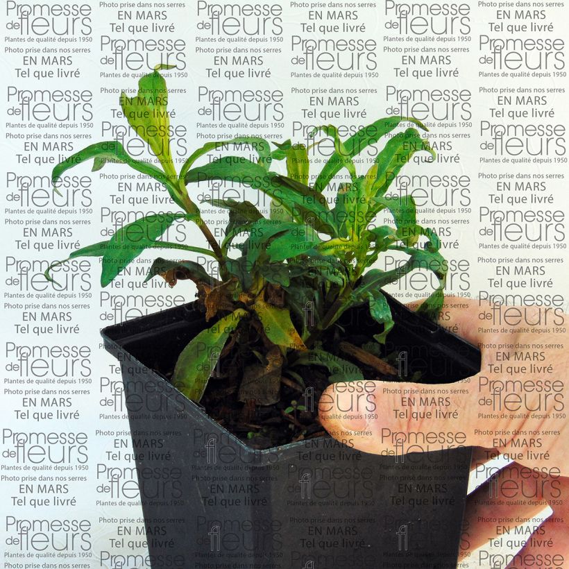 Example of Phlox paniculata Sherbet Blend - Vlambloem Pot van 10 cm/11 cm as you get