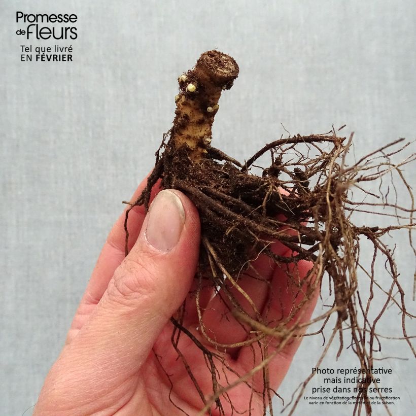 Example of Phlox paniculata Sherbet Blend - Vlambloem Naakte wortel as you get in hiver