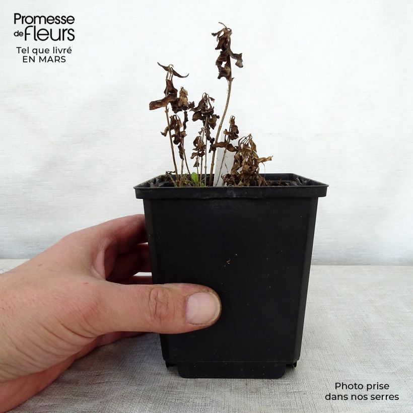 Exemplaar van Phlox paniculata Sherbet Cocktail - Vlambloem Pot van 10 cm/11 cm zoals geleverd in de lente