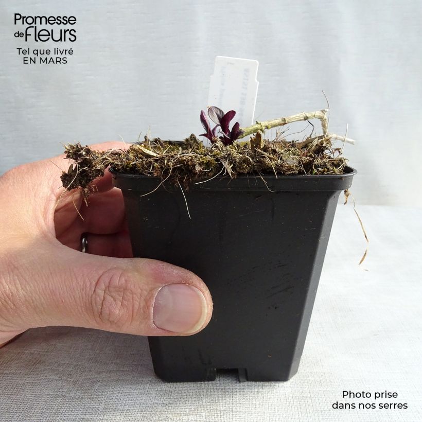 Example of Phlox paniculata Starfire - Vlambloem Kweekpotje van 8/9 cm as you get in hiver