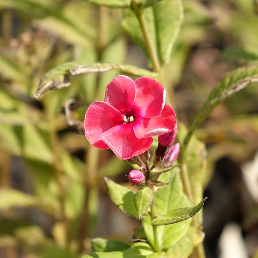 Phlox paniculata Stars and Stripes - Vlambloem (Bloei)