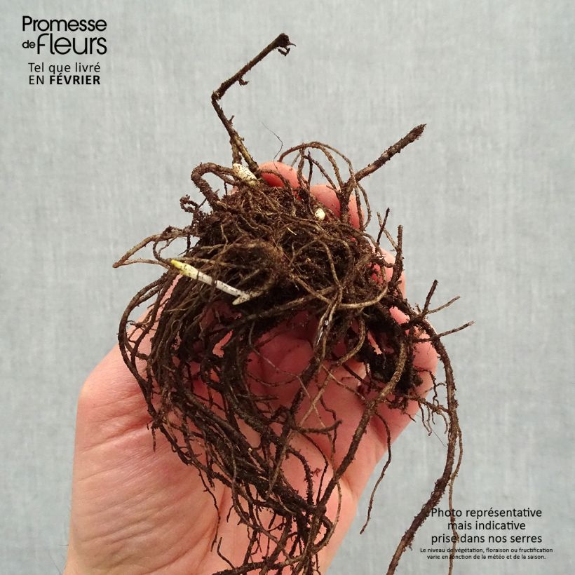 Example of Phlox paniculata Stars and Stripes Naakte wortel as you get in hiver