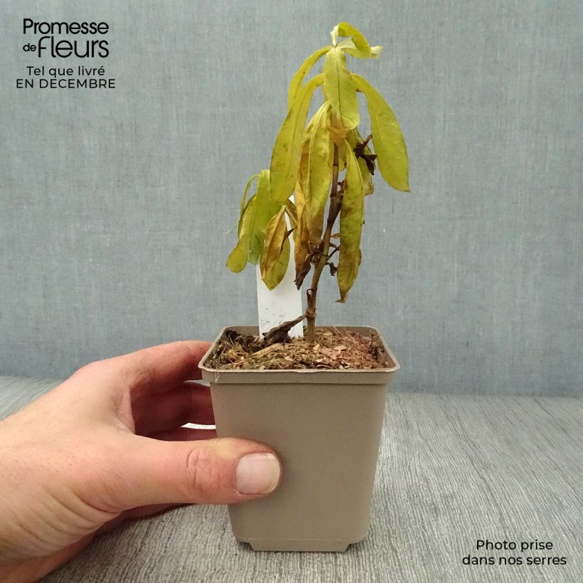 Example of Phlox paniculata The King - Vlambloem Kweekpotje van 8/9 cm as you get in hiver