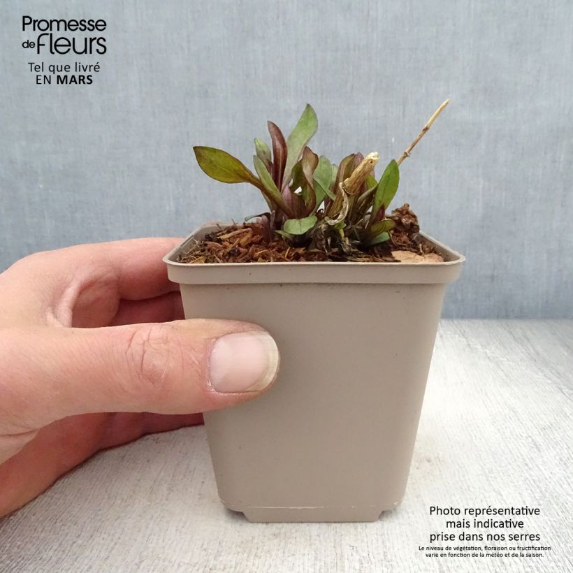 Exemplaar van Phlox paniculata The King - Vlambloem Kweekpotje van 8/9 cm zoals geleverd in de lente