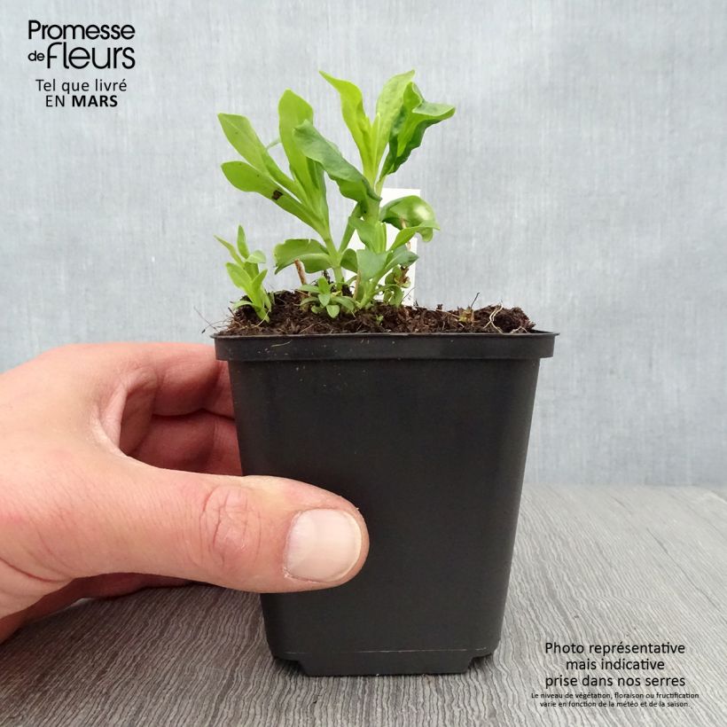 Exemplaar van Phlox paniculata Tiara - Vlambloem Kweekpotje van 8/9 cm zoals geleverd in de lente