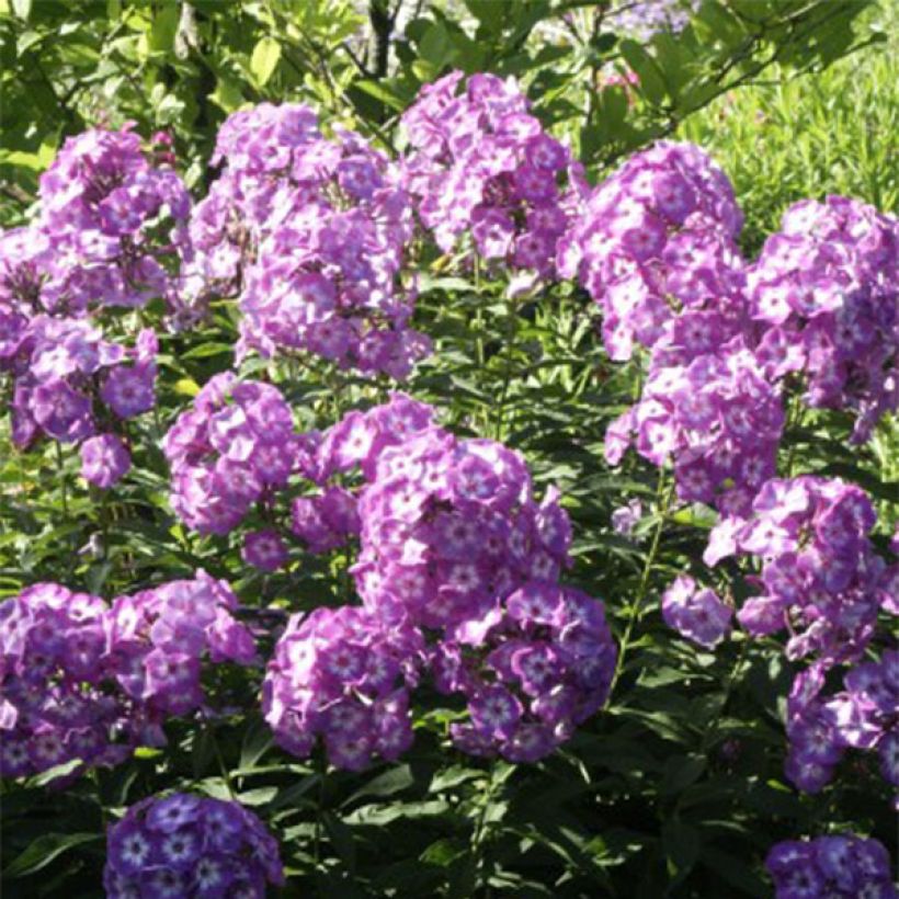Phlox Uspech - Vlambloem (Flowering)