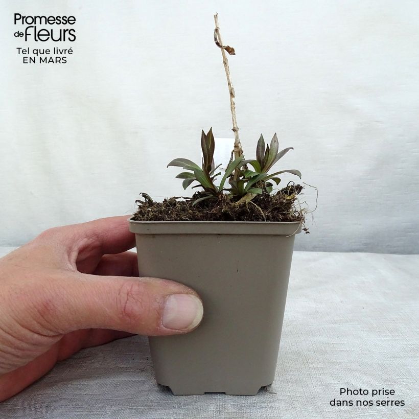 Example of Phlox paniculata Uspech Kweekpotje van 8/9 cm as you get in hiver