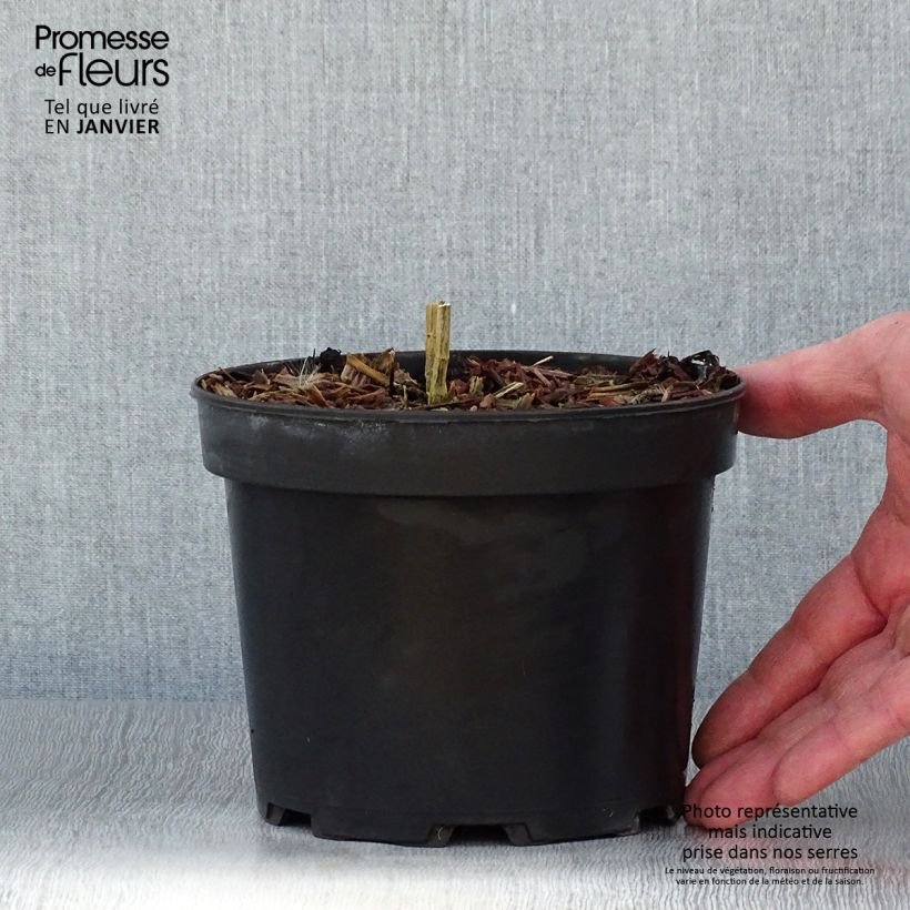 Example of Phlox paniculata Uspech Pot van 2 l/3 l as you get in hiver