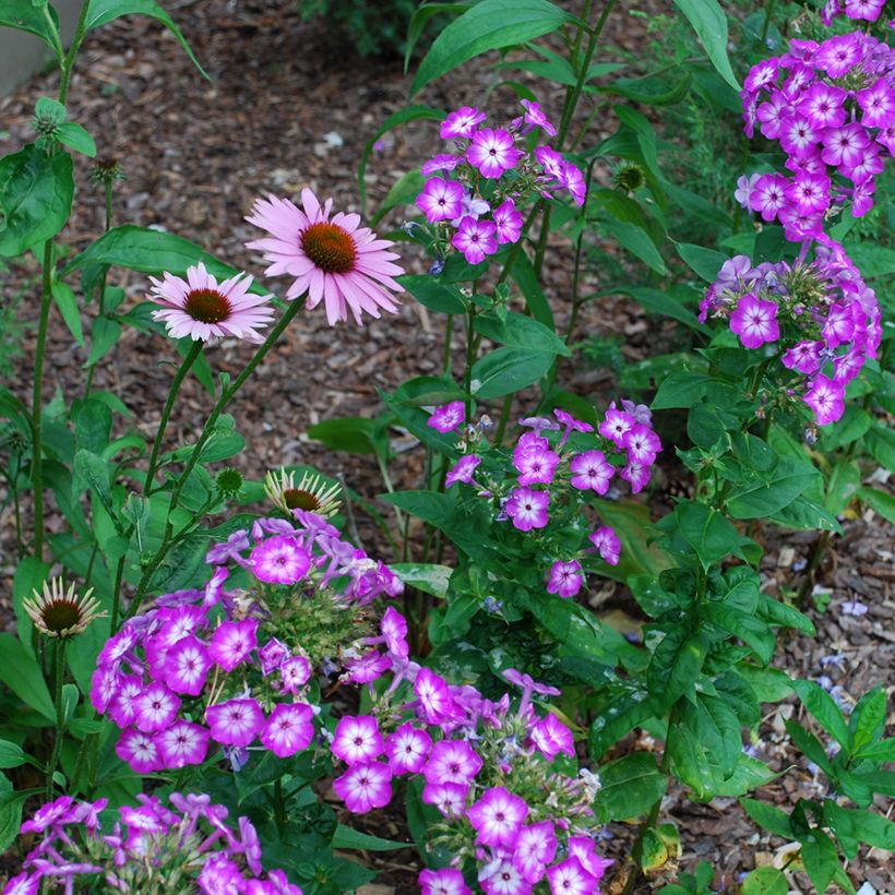 Phlox Uspech - Vlambloem (Groeiplaats)