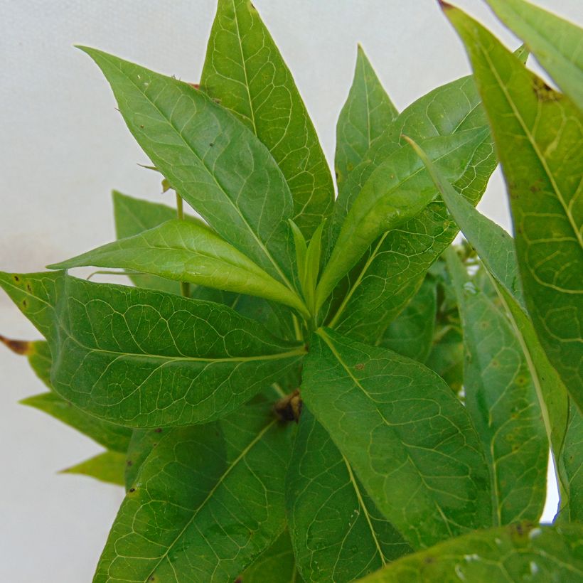 Phlox paniculata Violet Flame - Vlambloem (Blad)