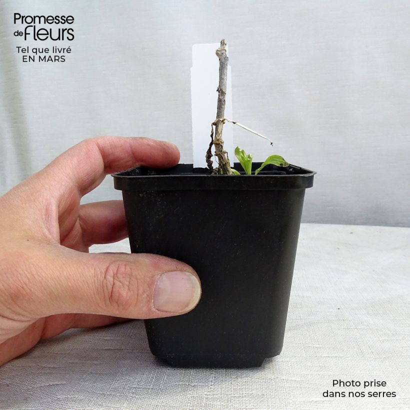 Exemplaar van Phlox paniculata White Eye Flame - Vlambloem Kweekpotje van 8/9 cm zoals geleverd in de lente