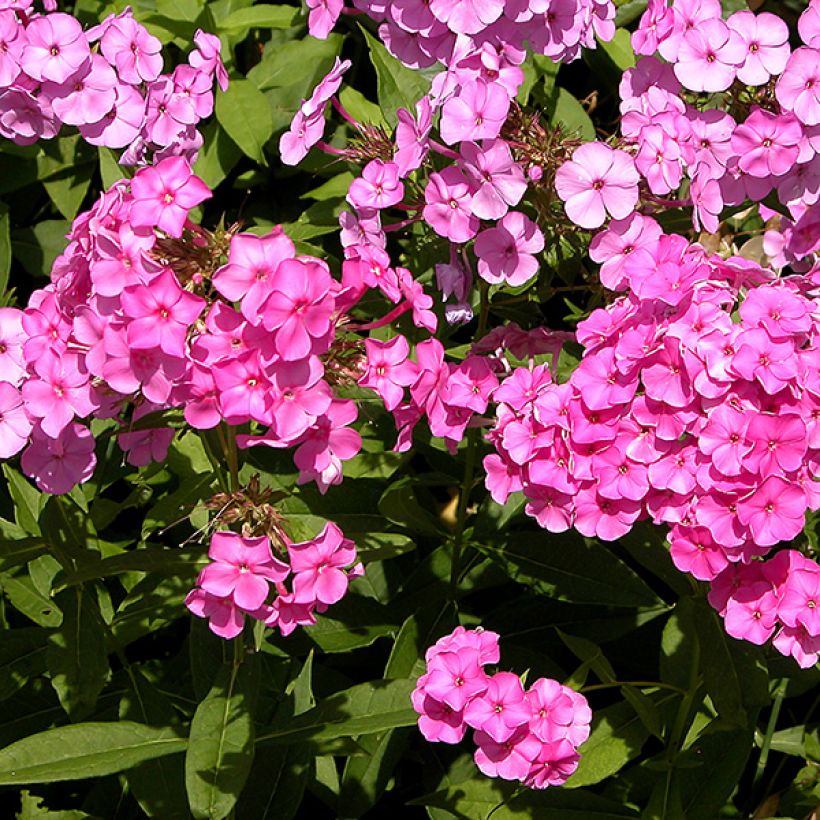 Phlox paniculata Windsor - Vlambloem (Flowering)