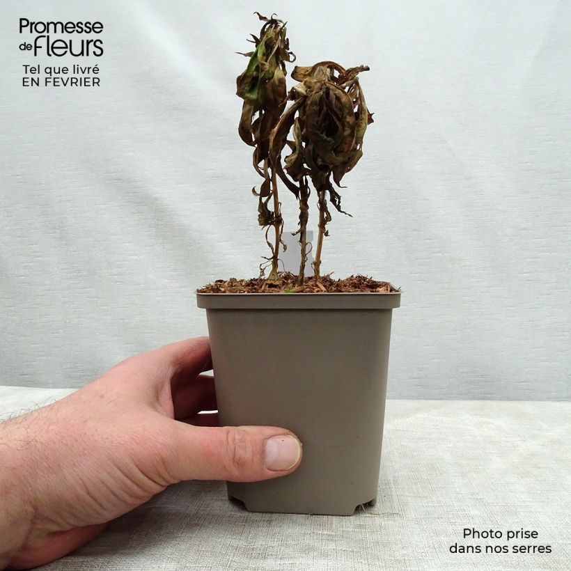 Example of Phlox paniculata Windsor - Phlox paniculé rose vif Kweekpotje van 7/8 cm as you get in hiver