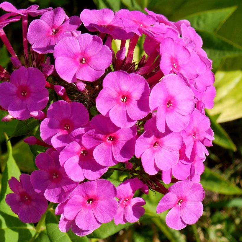 Phlox paniculata Younique Cerise - Vlambloem (Flowering)