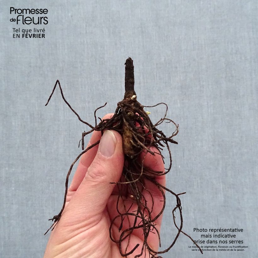 Example of Phlox paniculata Younique Old Blue - Vlambloem Naakte wortel as you get in hiver