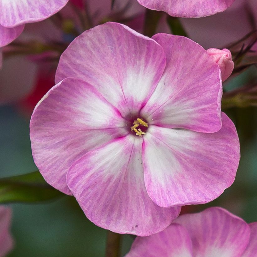 Phlox paniculata Younique Old Pink - Vlambloem (Flowering)