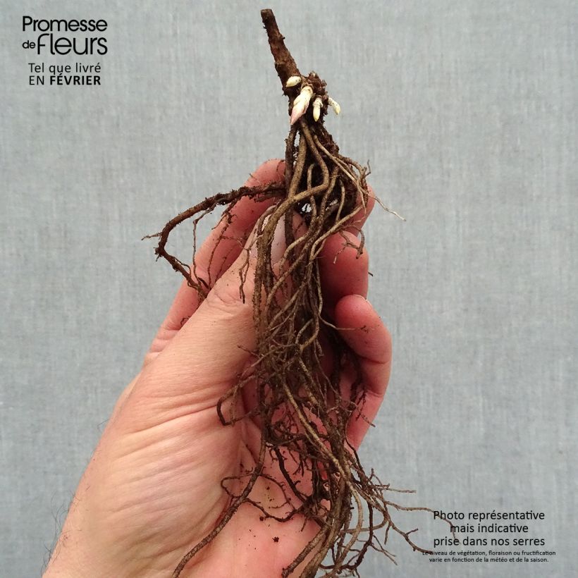 Example of Phlox paniculata Younique Old Pink - Vlambloem Naakte wortel as you get in hiver