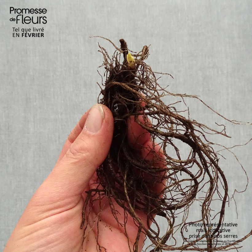 Example of Phlox paniculata Younique Old Purple Naakte wortel as you get in hiver